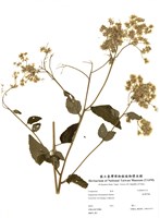 藏品(臺灣澤蘭)的圖片